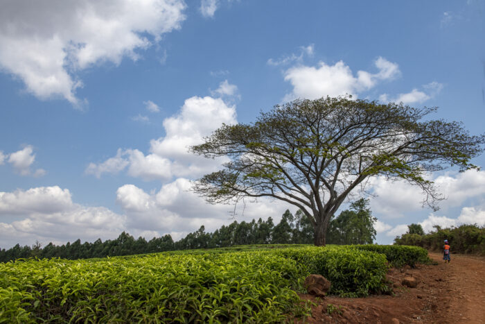 Malawi landscape with tree, grass, red earth and blue sky