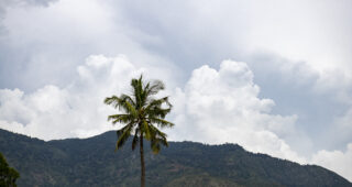 Palm tree in Tanzania